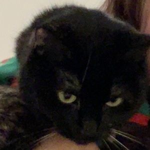 Meet your Posher, Meesha